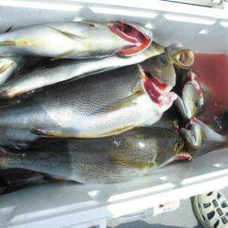 大進丸(愛知) 釣果