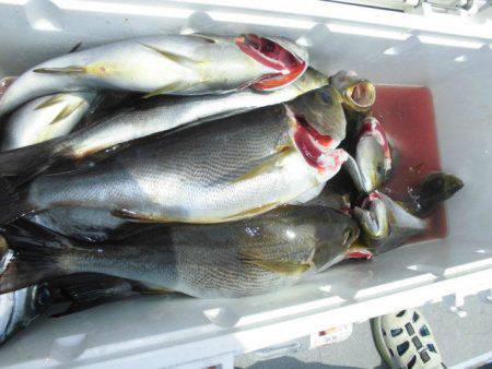 大進丸(愛知) 釣果