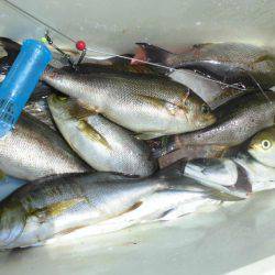 大進丸(愛知) 釣果