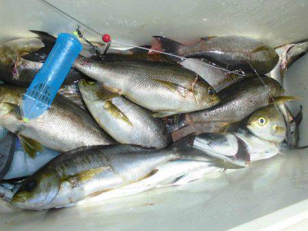 大進丸(愛知) 釣果