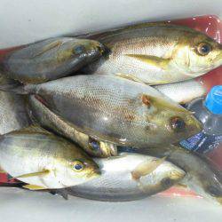 大進丸(愛知) 釣果