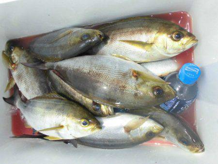 大進丸(愛知) 釣果