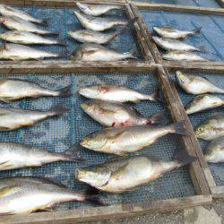 大進丸(愛知) 釣果