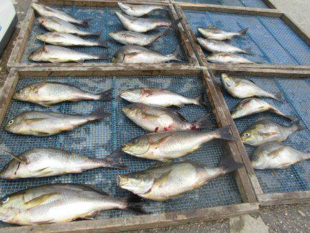 大進丸(愛知) 釣果