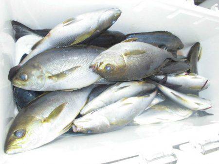 大進丸(愛知) 釣果