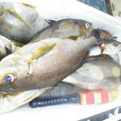 大進丸(愛知) 釣果