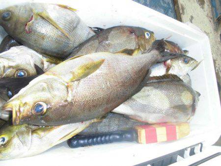 大進丸(愛知) 釣果