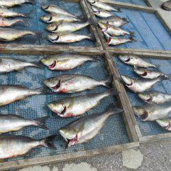 大進丸(愛知) 釣果