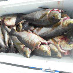 大進丸(愛知) 釣果