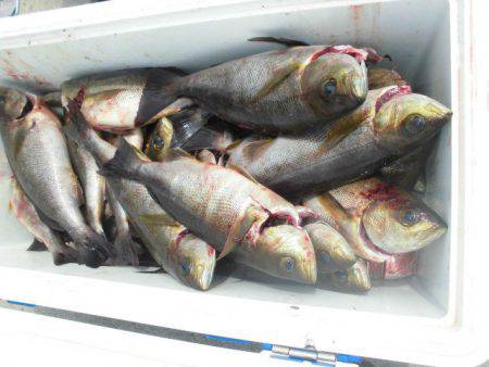 大進丸(愛知) 釣果