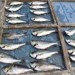 大進丸(愛知) 釣果