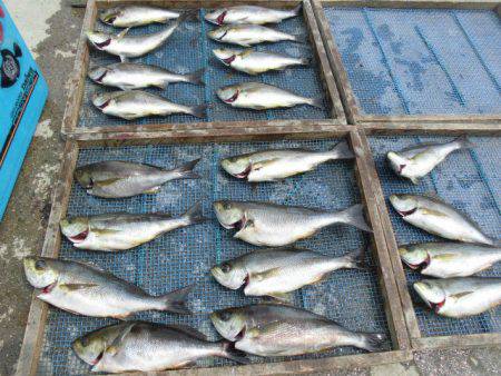 大進丸(愛知) 釣果