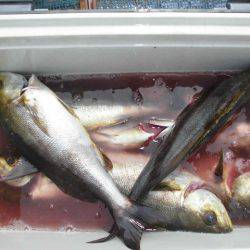 大進丸(愛知) 釣果