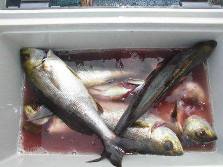 大進丸(愛知) 釣果