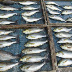 大進丸(愛知) 釣果