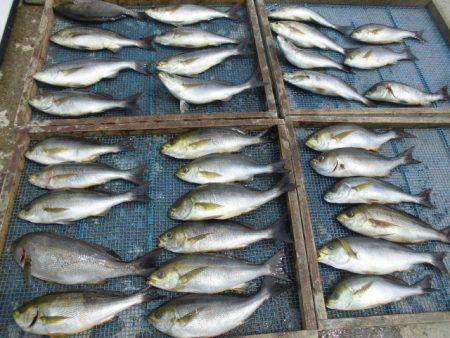 大進丸(愛知) 釣果