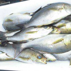 大進丸(愛知) 釣果