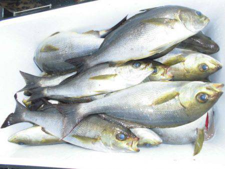 大進丸(愛知) 釣果