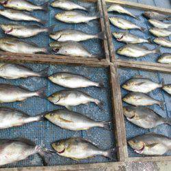 大進丸(愛知) 釣果