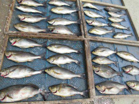 大進丸(愛知) 釣果