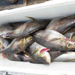 大進丸(愛知) 釣果