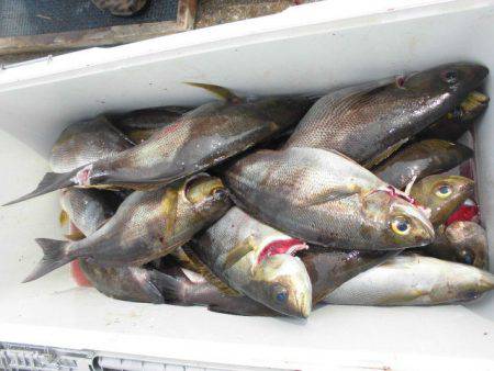 大進丸(愛知) 釣果