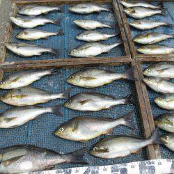 大進丸(愛知) 釣果