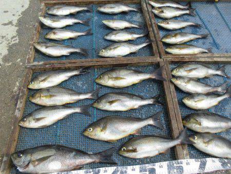 大進丸(愛知) 釣果