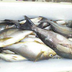 大進丸(愛知) 釣果