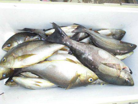 大進丸(愛知) 釣果