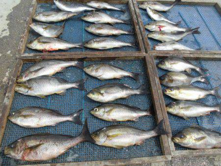 大進丸(愛知) 釣果