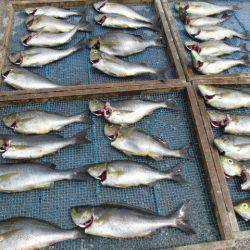 大進丸(愛知) 釣果