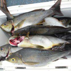 大進丸(愛知) 釣果