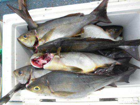 大進丸(愛知) 釣果