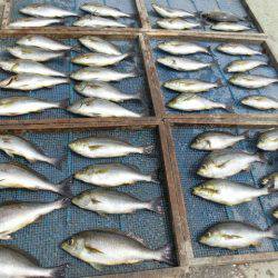 大進丸(愛知) 釣果