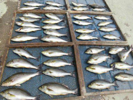 大進丸(愛知) 釣果