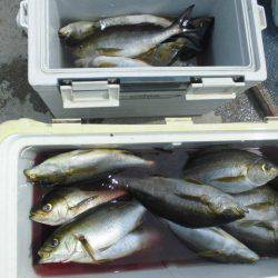 大進丸(愛知) 釣果