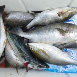 大進丸（愛知） 釣果