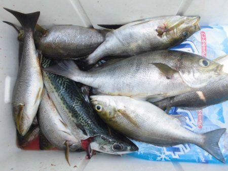 大進丸（愛知） 釣果