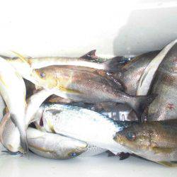 大進丸（愛知） 釣果