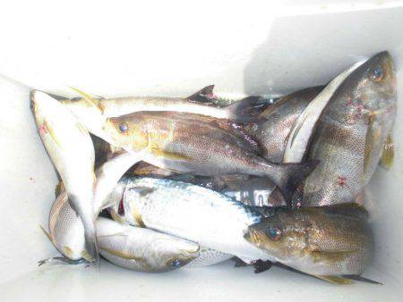 大進丸（愛知） 釣果