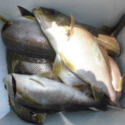 大進丸（愛知） 釣果