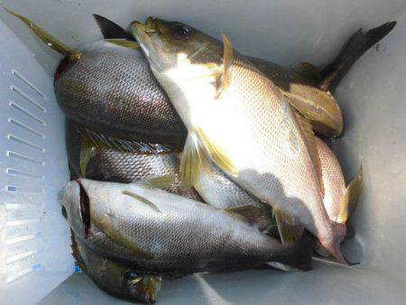 大進丸（愛知） 釣果