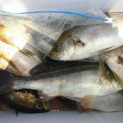 大進丸（愛知） 釣果