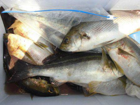 大進丸（愛知） 釣果