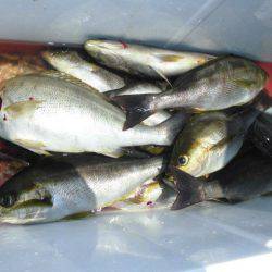 大進丸（愛知） 釣果