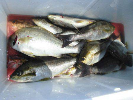 大進丸（愛知） 釣果