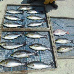 大進丸（愛知） 釣果