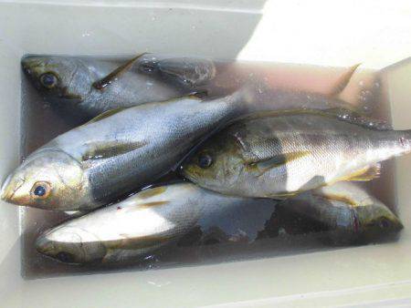 大進丸（愛知） 釣果