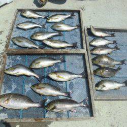 大進丸（愛知） 釣果